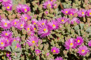 Fototapeta premium Trailing Iceplant (Delosperma cooperi), California