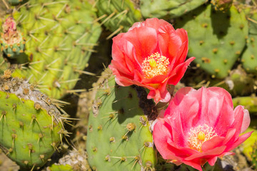 Prickly Pear (Opuntia fragilis) cactus flowers, California