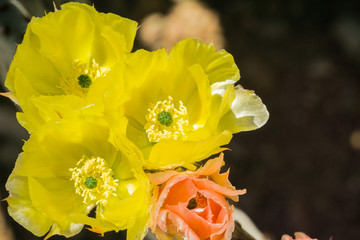 Prickly Pear (Opuntia fragilis) cactus flower, California
