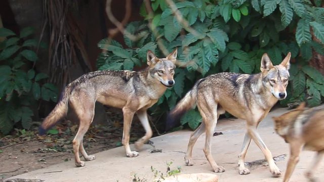 Forest wolf playing among themselves at Mysore zoo.