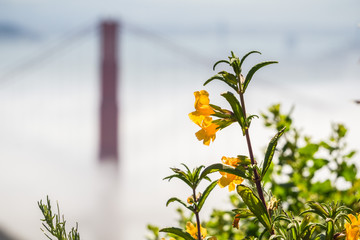 Sticky Monkey Flowers (Diplacus aurantiacus), San Francisco bay area, California