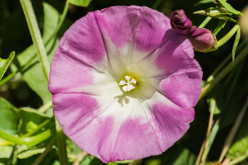 Close up of Morning Glory, San Francisco bay area, California