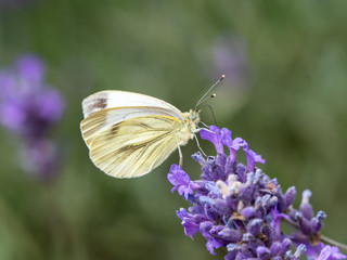 Green Veined Butterfly on Lavender