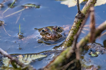 grenouille