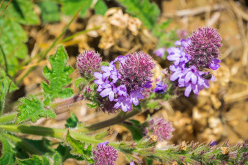 Western verbena (Verbena lasiostachys) in bloom, California