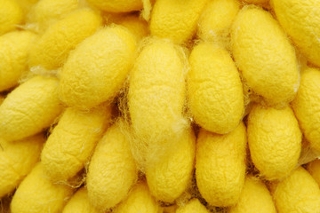 Closeup of Yellow Silkworm Coccoons