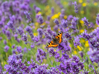 Small tortoiseshell butterfly (Aglais urticae) on lavender
