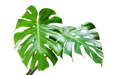 Fresh Green Leaves of Monstera Plant Isolated on White Background - obrazy, fototapety, plakaty