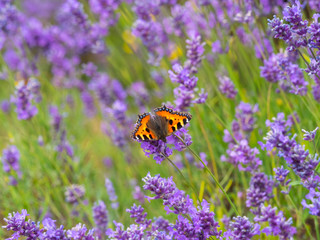 Small tortoiseshell butterfly (Aglais urticae) on lavender