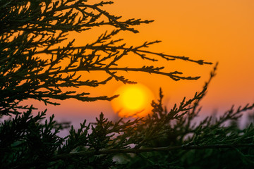 Colorful sunset seen through the branches of an evergreen tree, Moss Beach, California