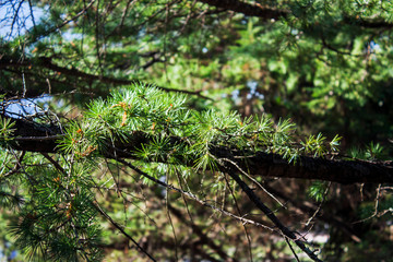 Pine branch on a sunny summer day. Green color, close-up.