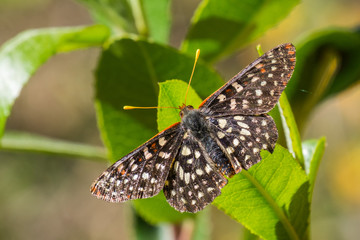 Close up of a variable checkerspot butterfly, San Francisco bay area, California