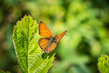 Western Pygmy-Blue butterfly (Brephidium exilis), California