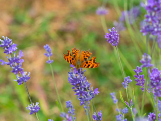Comma Butterfly ( Polygonia c-album ) on Lavender
