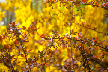 Bright yellow flowers on spring bushes. Late spring is in full swing. Summer is near.