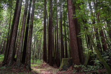 Obraz premium Redwood trees (Sequoia sempervirens) forest, California