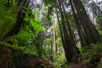 Obraz premium Redwood trees (Sequoia sempervirens) forest, California