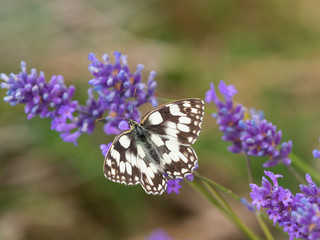 Marbled White Butterfly ( Melanargia galathea ) on lavender