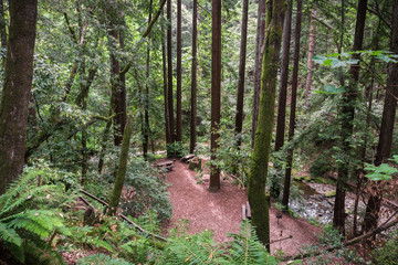 Fototapeta premium Picnic spot in a Redwood trees (Sequoia sempervirens) forest, California