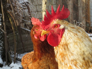 Rooster and hen in the coop. Chickens on the winter farm, poultry concept