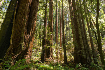 Obraz premium Redwood trees (Sequoia sempervirens) forest, California