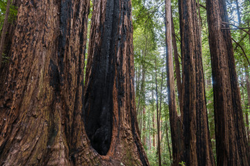 The incredible redwood trees of Big Basin State Park, California