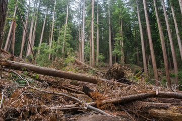 Fallen trees after a storm, Big Basin State Park, California