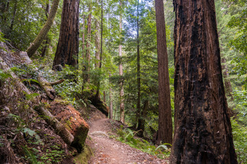 Obraz premium Hiking trail in Big Basin State Park, California