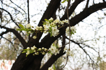 Apple flowers. Tender white apple blossom in selective focus