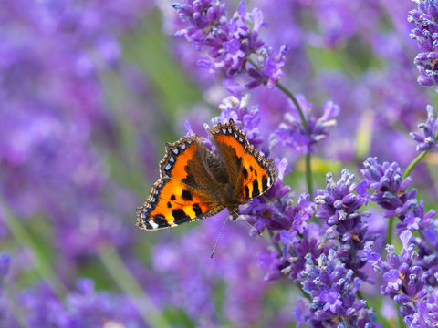 Small tortoiseshell butterfly (Aglais urticae) on lavender - Powered by Adobe