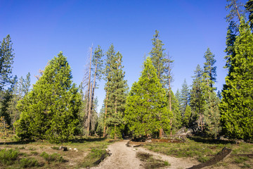 Obraz premium Yosemite National Park, California
