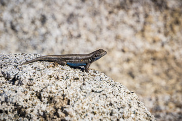 Blue bellied lizard (Sceloporus occidentalis) resting on a granite rock, Yosemite National Park, California