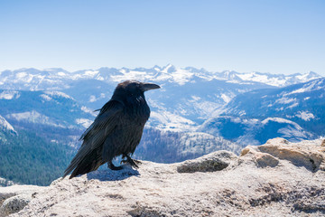 Raven (Corvus corax) sitting on top of Half Dome, Yosemite National Park, California