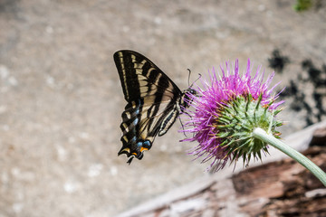 Western Tiger Swallowtail (Papilio rutulus) pollinating a thistle flower, Yosemite National Park, California