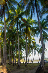 Obraz na płótnie Canvas Vista vertical de un grupo de palmeras tropicales