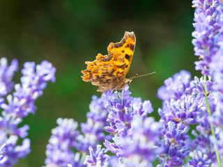 Comma Butterfly ( Polygonia c-album ) on Lavender