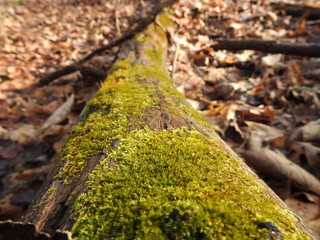 Moss