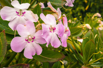 Impatiens sodenii flowers (Poor man's rhododendron), Moss Beach, San Francisco bay area, California