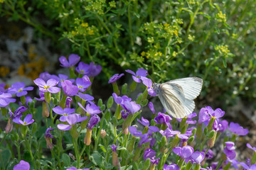 Pieridae / Yalancı Beyazmelek / / Pieris pseudorapae