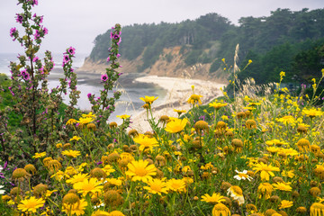 Wildflowers blooming on the Pacific Ocean coastline, sandy beach in the background, Moss Beach, San Francisco bay area, California