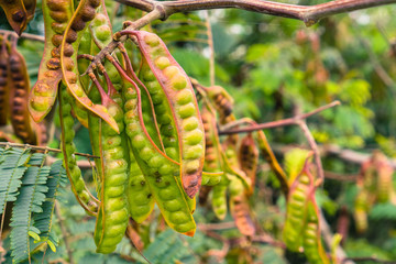 Golden Mimosa tree seed pods, San Francisco bay area, California