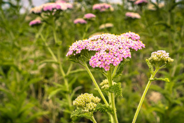 Close up of Yarrow (Achillea millefolium) pink hybrid blooming in Moss Beach, San Francisco bay, California © Sundry Photography