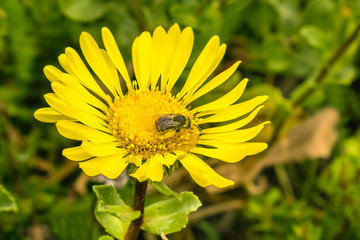 Bee pollinating a Great Valley Gumweed, Great Valley Gumplant (Grindelia camporum, Grindelia robusta) flower, California