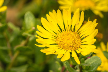 Great Valley Gumweed, Great Valley Gumplant (Grindelia camporum, Grindelia robusta) flowering, California