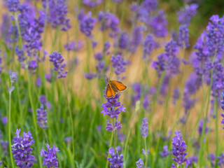 Small Skipper ( Thymelicus sylvestris) Butterfly on Lavender