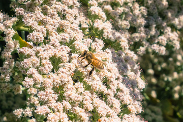 Honey bee on St. Catherine's Lace (Eriogonum giganteum) flowers, Ulistac Natural Area, Santa Clara, San Francisco bay area, California