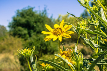 Marsh Gumplant (Grindelia stricta) flowering, California