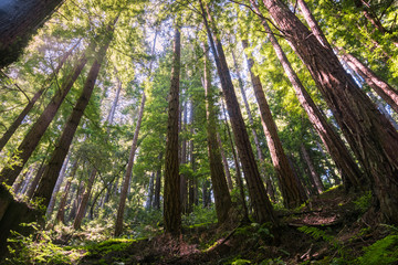 Redwood trees (Sequoia sempervirens) forest, California
