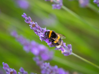 White-tailed bumblebee on Lavender in Summer