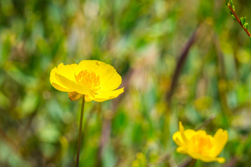Fototapeta premium Close up of Bush poppy (Dendromecon rigida) wildflower, California
